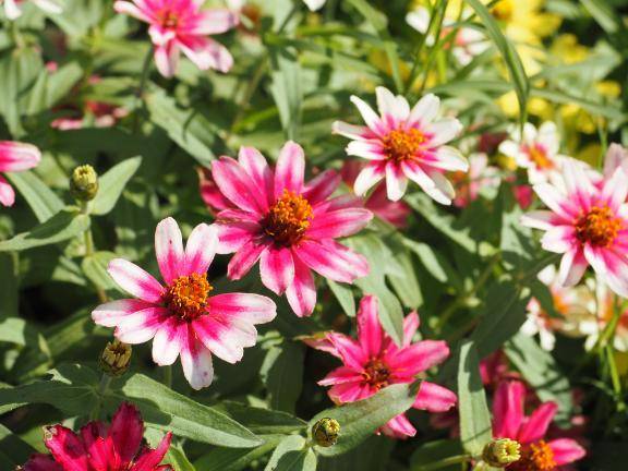 おはようございます♪