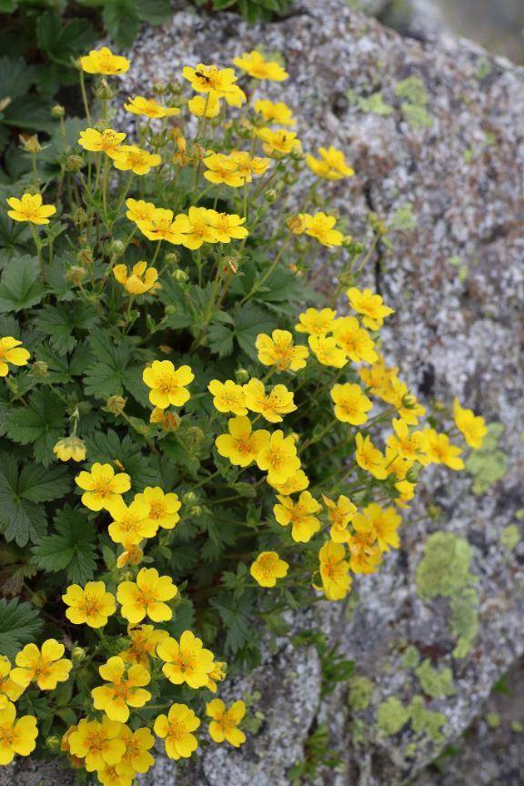 7/12ありがとう\( *´ω`* )/♪