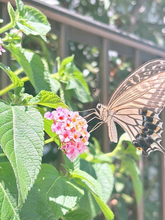 ちょうちょ\( *´ω`* )/♪