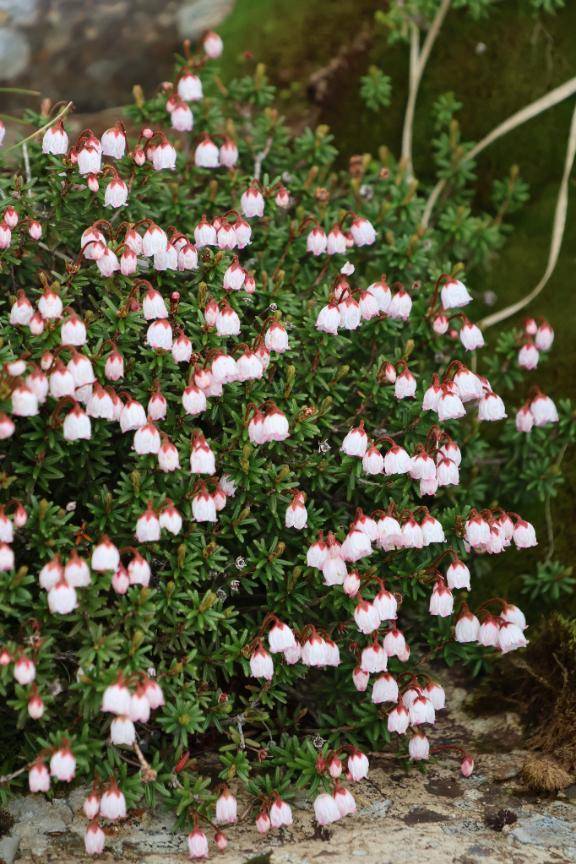 7/19ありがとう\( *´ω`* )/♪