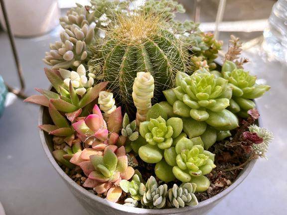 おかよおはよ𓆦\( *´ω`* )/♪