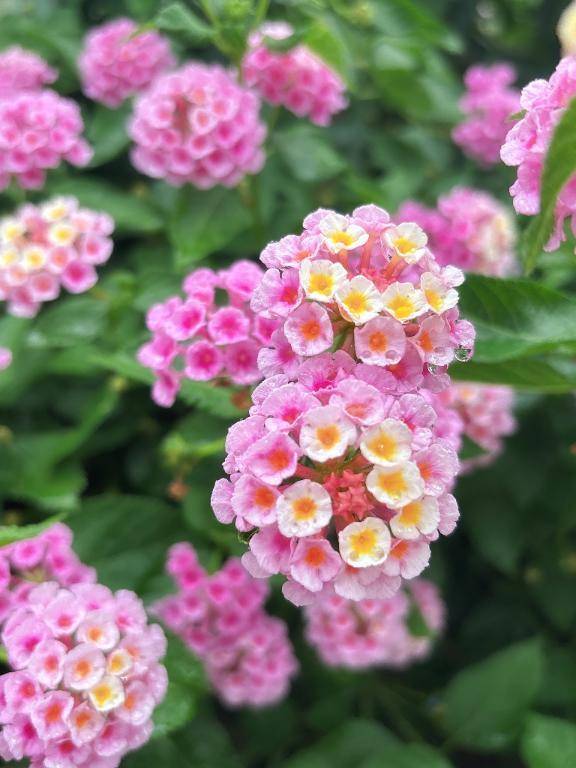 ぴちぴちちゃぷちゃぷらん♪らん♪らんたな🌼\( *´ω`* )/♪
