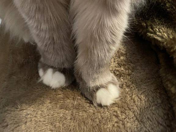 猫吸いのすヽめ