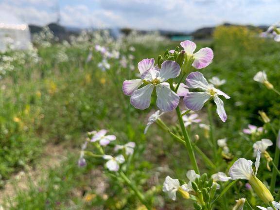 大根のお花