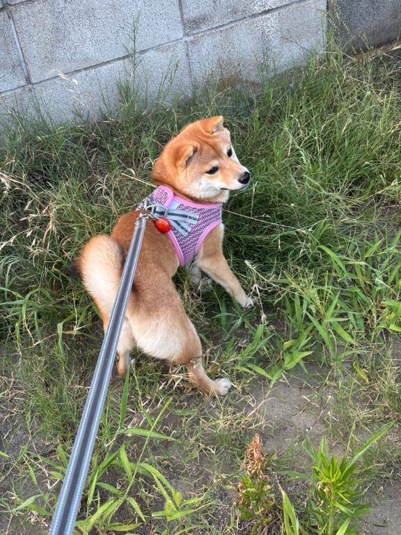 すみっコぐらし