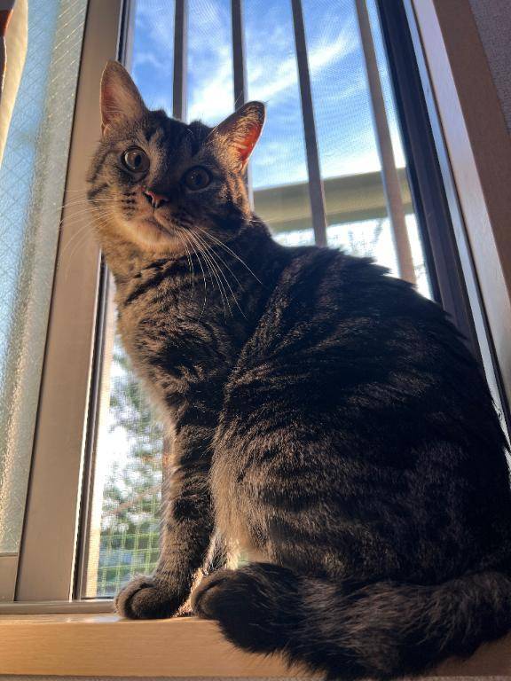 ナニモオモイツカナイヨ