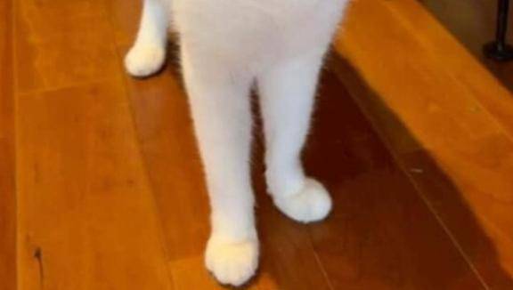 チラリズムの魔力