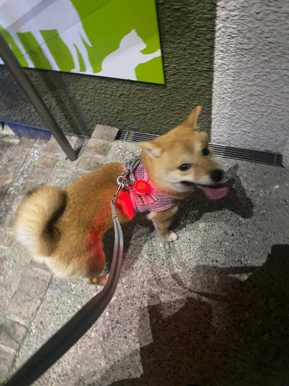 階段のぼれるよーに