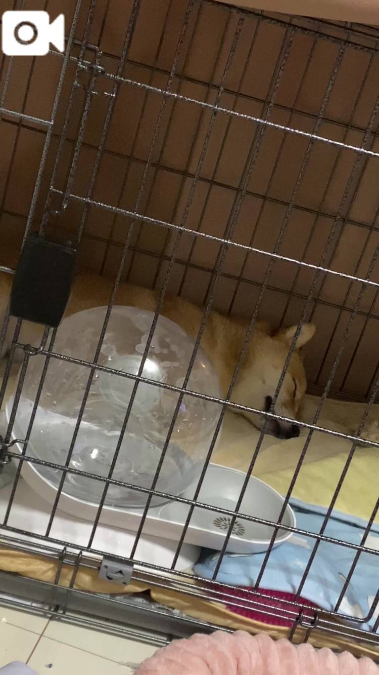 昨日のワンコの寝顔