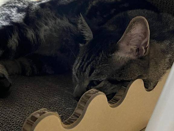 正直カナブンとコガネムシってぱっと見じゃ分かんないよね。