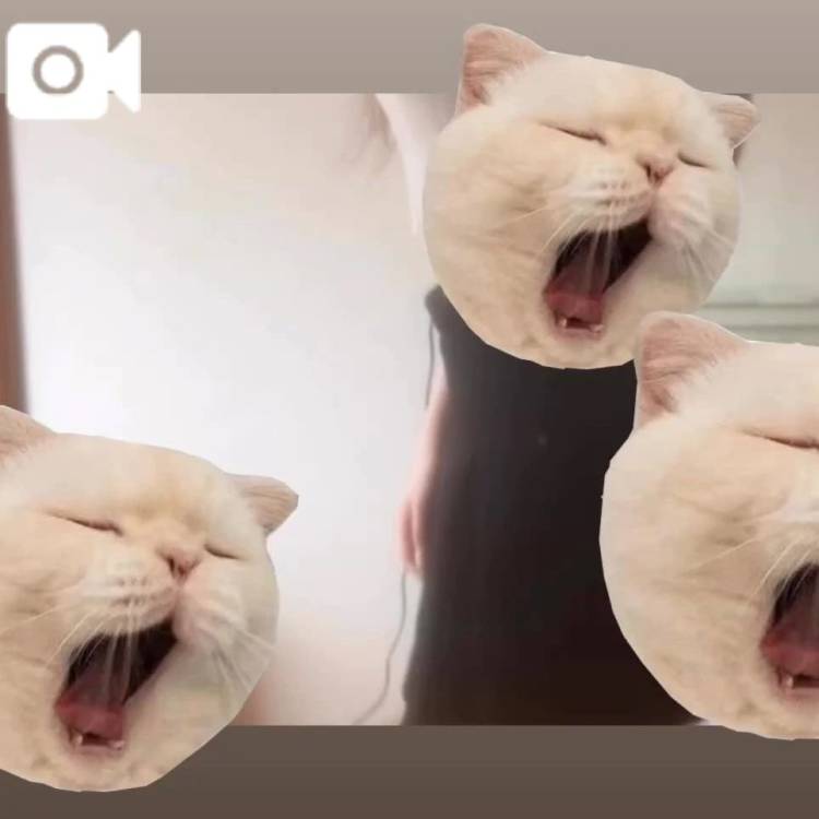 ꜀(  ꜆ᐢ.  ̫.ᐢ)꜆