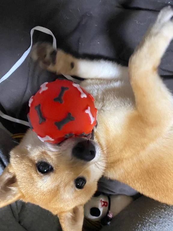 朝活は起きてしまうと