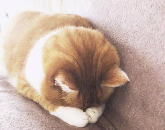 ごめんなさい