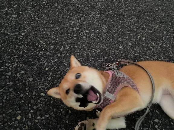 いざ！