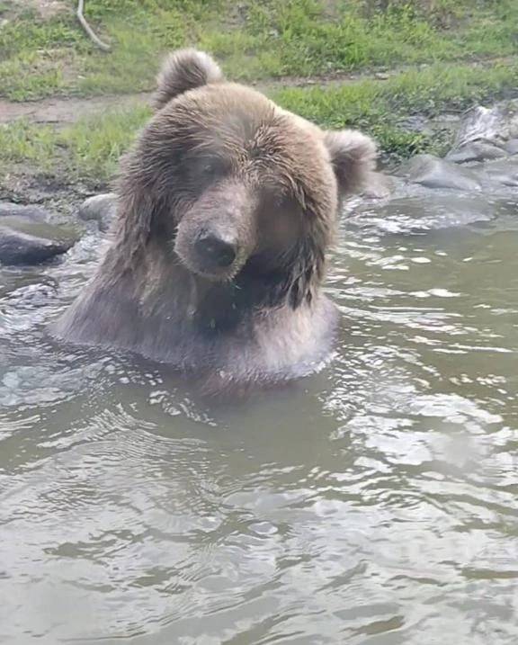 グリズリーに襲われたら🐻♡