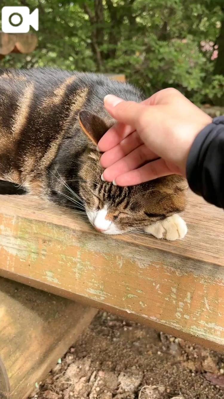 おかよたかおねこかわよ\( *´ω`* )/♪