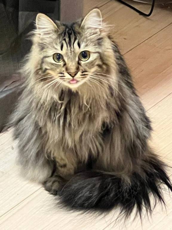 妖怪・モフリンチョ