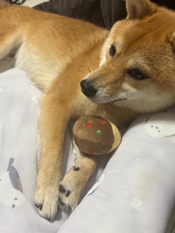 やほです