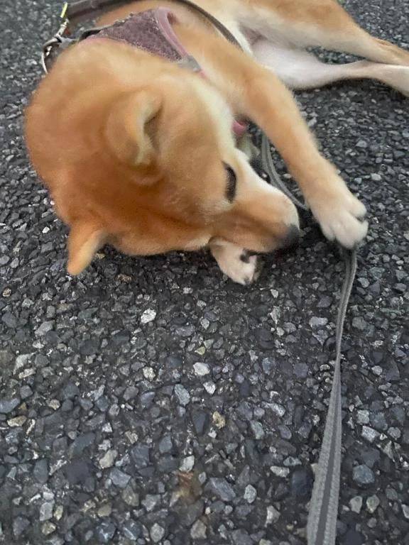 散歩も一苦労