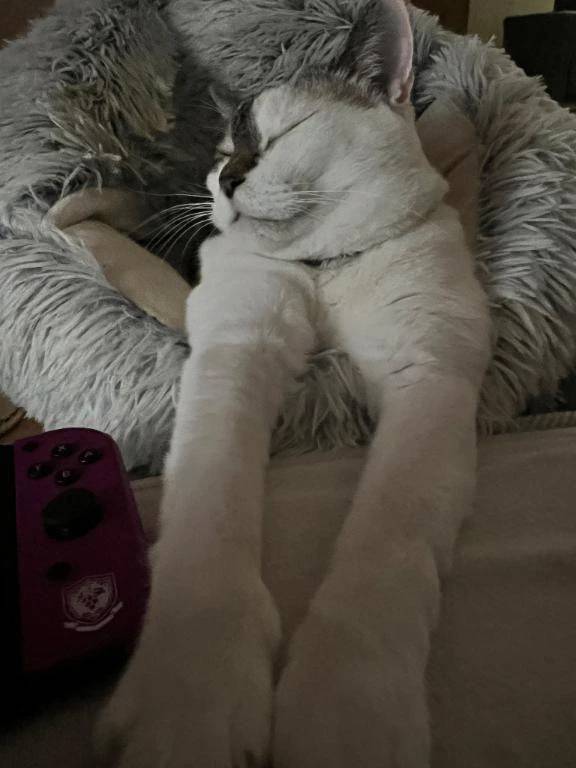 妖怪・テナガアシナガ🐈