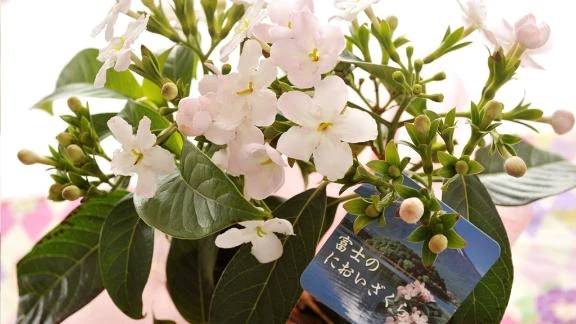 秋の桜！？