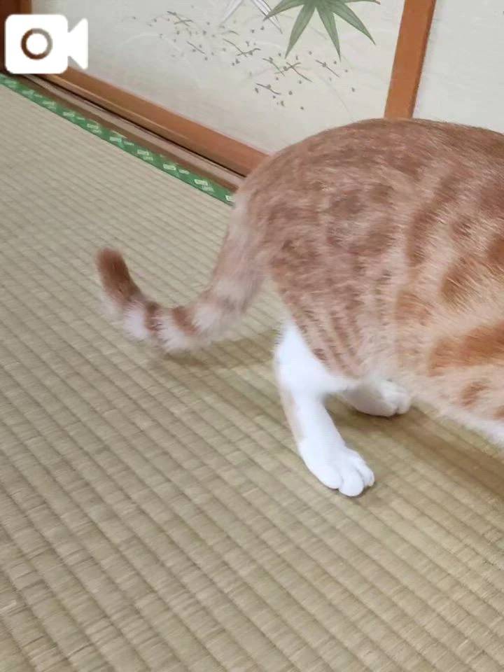 訪問者🐾🐾