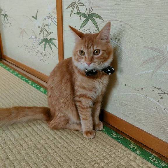 猫まみれ♡