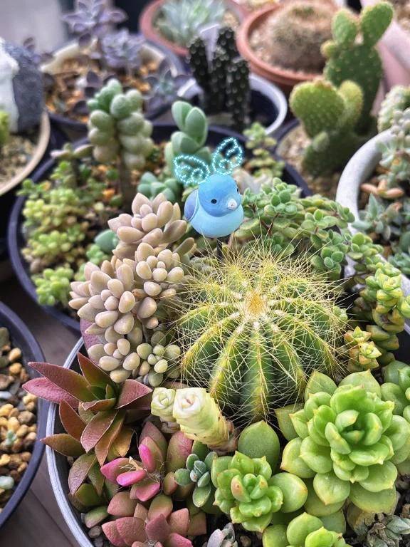 たにくとあした🌵\( *´ω`* )/♪
