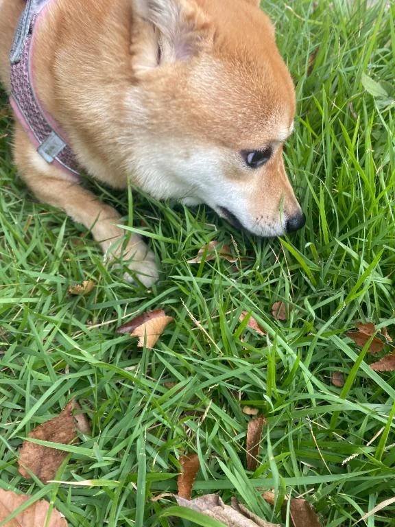 草むら
