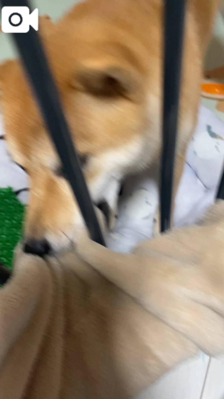 おはよん