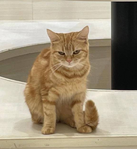 申し訳ございません…