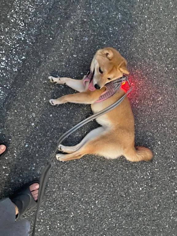 今月27がラスト(ㅅ´ ˘ `)