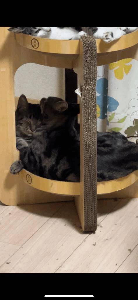 いいタイトルが思いつかなかった！！！