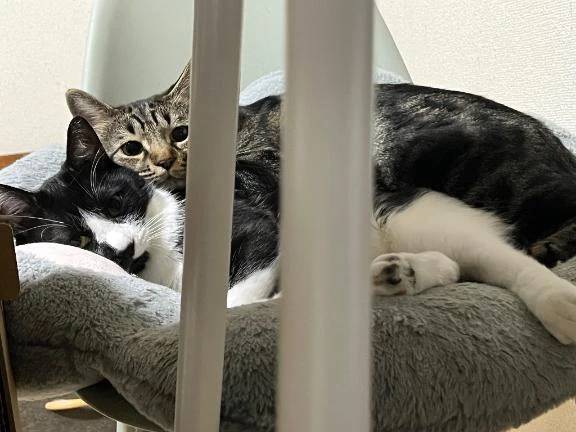 朝、漫画みたいなくしゃみ出た。