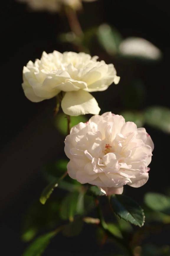 11/10ありがとう\( *´ω`* )/♪