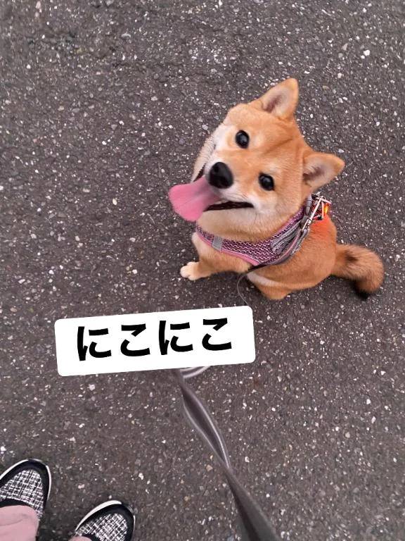 散歩で暴れんぼ