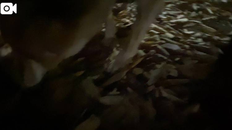 落ち葉にむちゅ