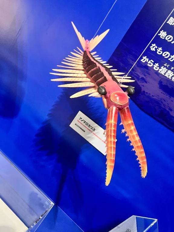 これは日記に関係のあるアロマノカリス🦐