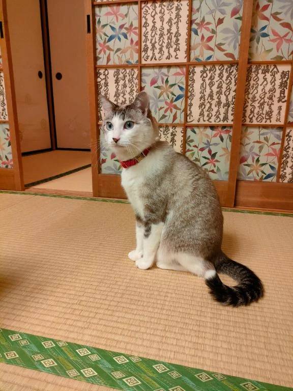 猫まみれ🥹💕