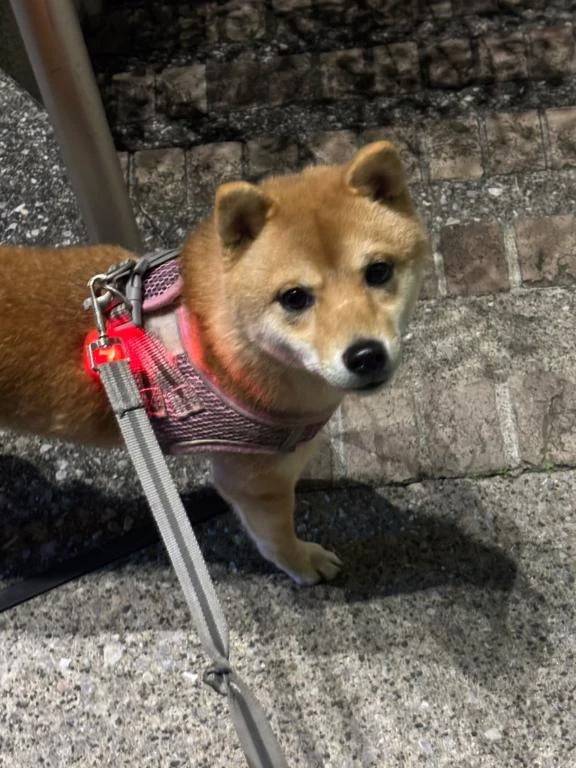 おはようございます