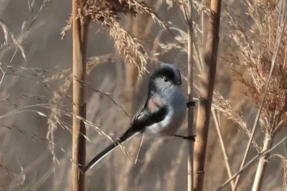 ふゆでござんす🪾かんたろうなう🍂\( *´ω`* )/♪