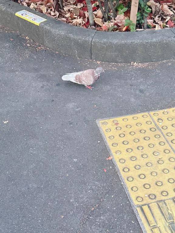 チョコミント🍫🌿‬