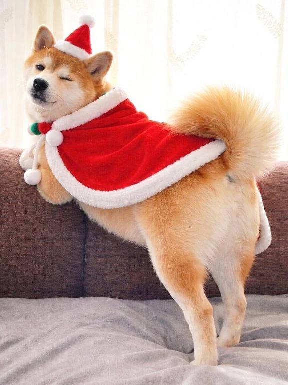 ❤️サンタコス❤️