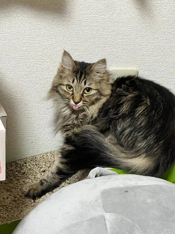 今年最後のしまい忘れ👅