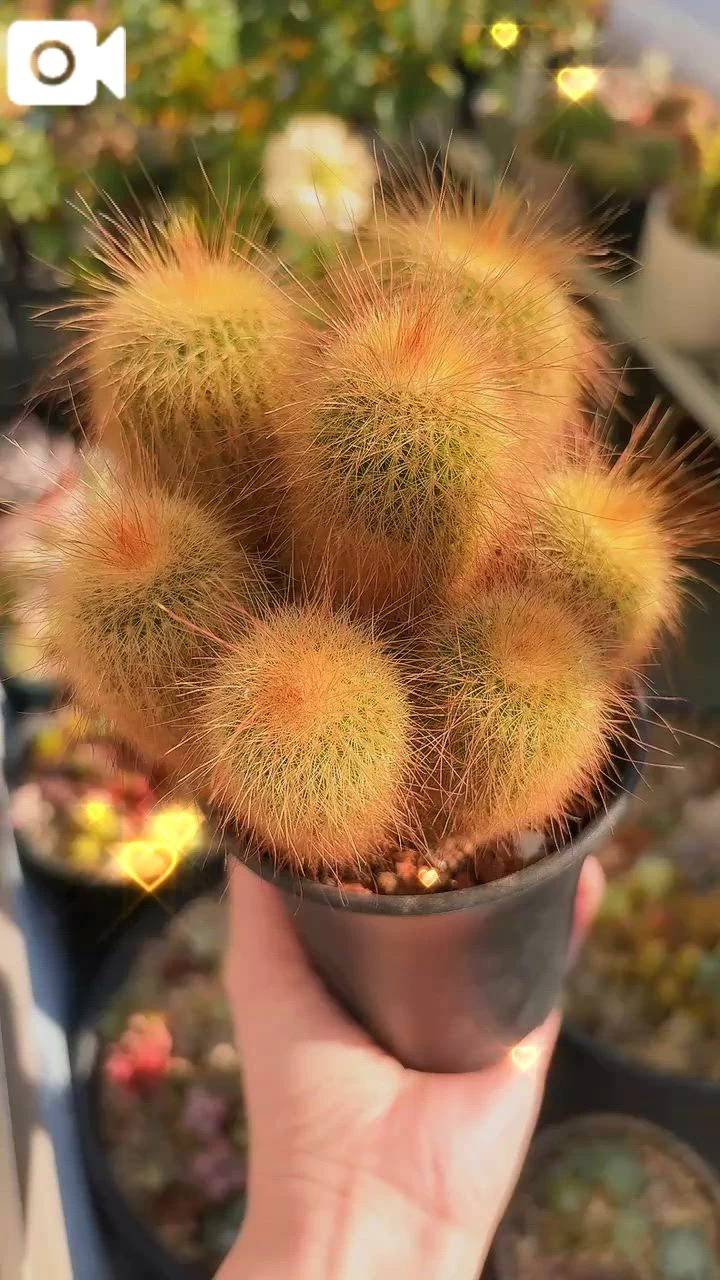 あれ､､わたしないてる…🧅\( *´ω`* )/♪