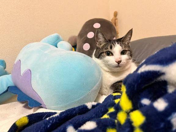 ヌオーとドオーとネコー