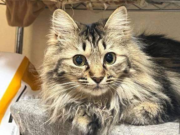 こう見えてめちゃくちゃ毛が絡まってます🐈