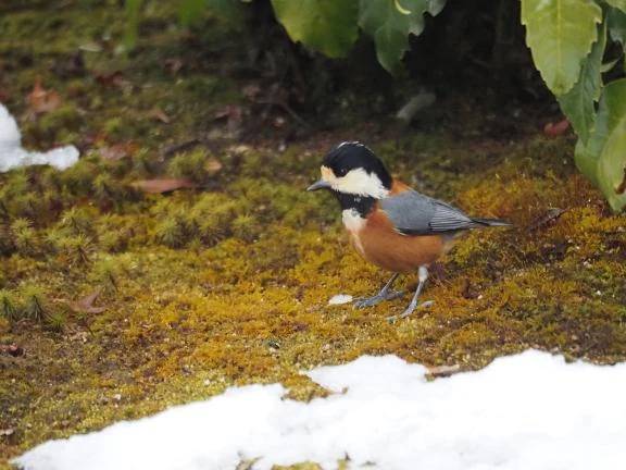 おはようございます♪