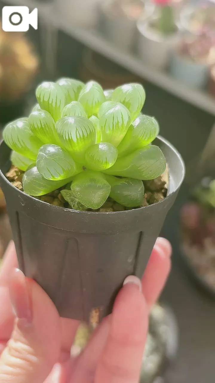 おかよおはよ\( *´ω`* )/♪