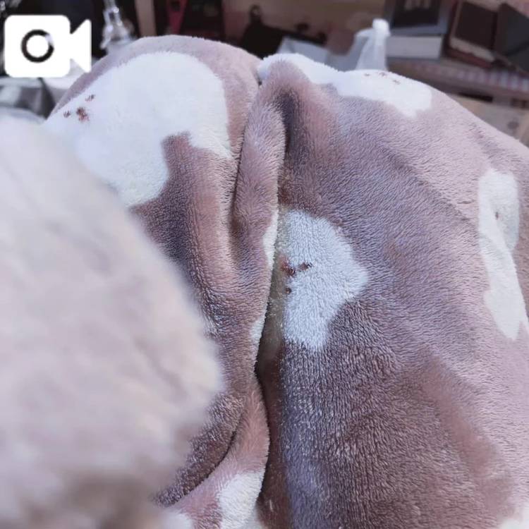 いち（ファーストレディ）